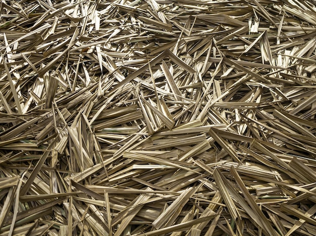 Dried palm leaves pile up in large numbers. Ecological environment nature background pattern.