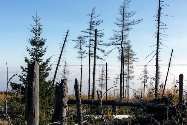 Dried pines and fallen trees in Vysoke Tatry High Tatra Mountains the mountain range and national park in Slovakia