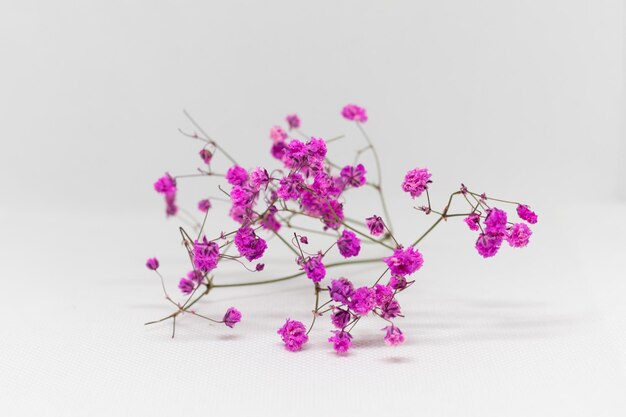 Photo dried pink flowers on a white background and space to work