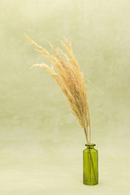 Dried plant in a can on a watercolor green background