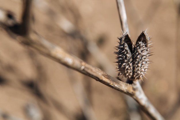 A dried plant with thorns Example of changing climate