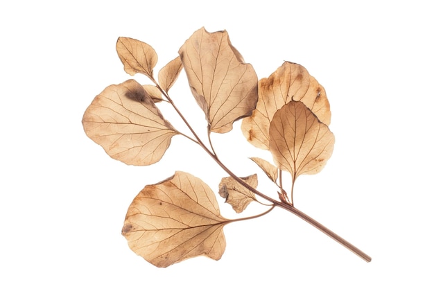 Dried and pressed plants and herbs isolated on a white background Beautiful herbarium