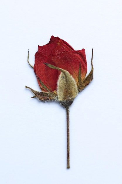 Photo dried pressed red rose on a white background with space for text