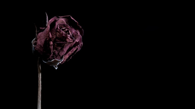 Photo dried red rose on black background with copy space.