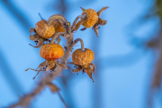 Dried rose hips on a branch in winter.