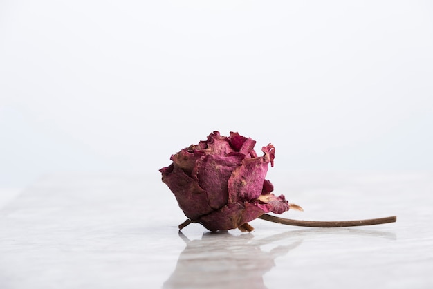 Dried rose on marble with reflection