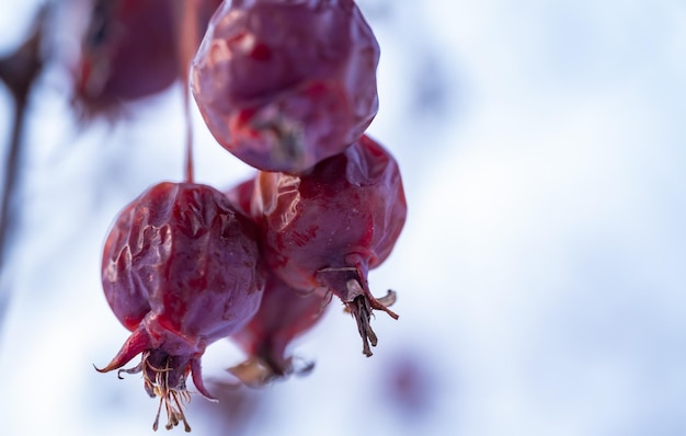 Dried rosehip fruits on a branch.