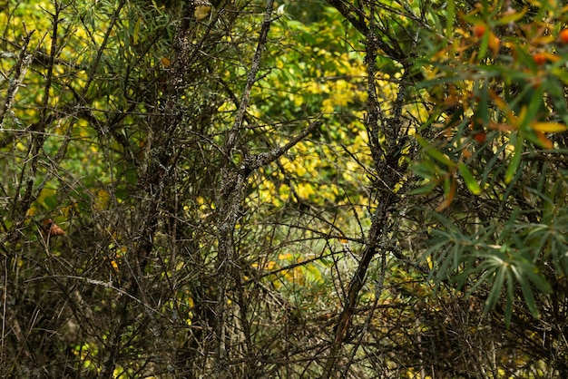 Dried sea buckthorn bushes in the park