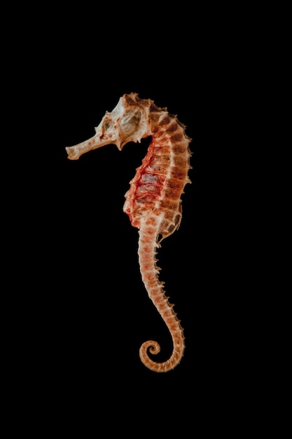 Dried seahorse skeleton isolated on a black background