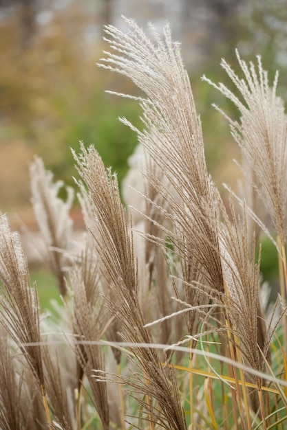 Dried stalks of reeds against the background of winter sunset.