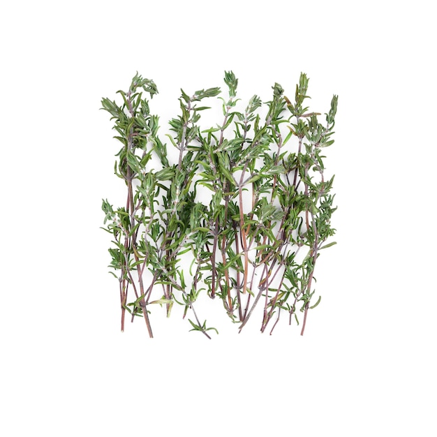 Dried thyme sprigs isolated on white background