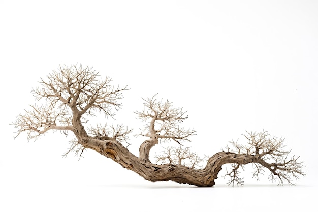 Dried Tree Branch on White Background