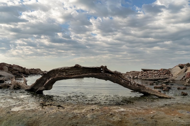 Dried tree trunk rotting soil infested with mosquitoes Climate change and water crisis