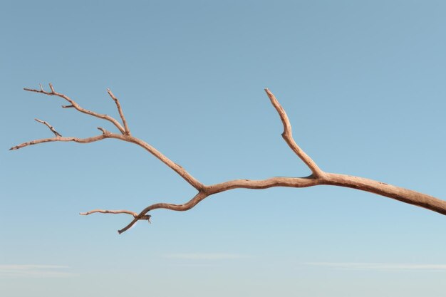 Photo dried tree twig driftwood plant sky