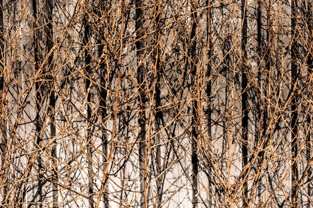 Dried trees on a gray background in autumn