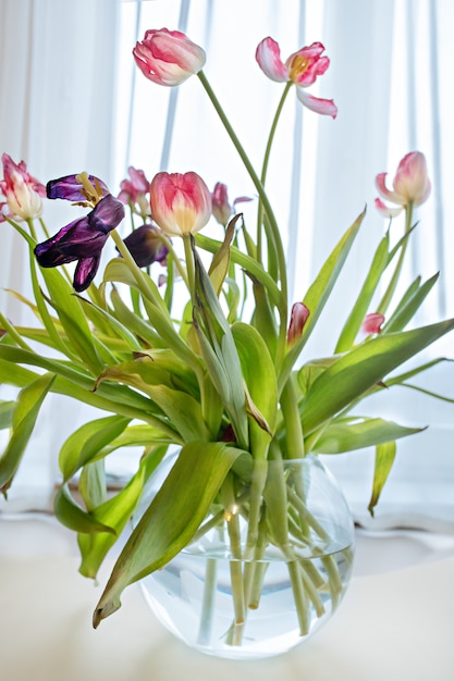 Dried tulip flowers closeup in bright sunlights. White pink withered petals of tulip blossoms. Wilting spring flowers in vase. Withering concept. Beauty of fading flowers