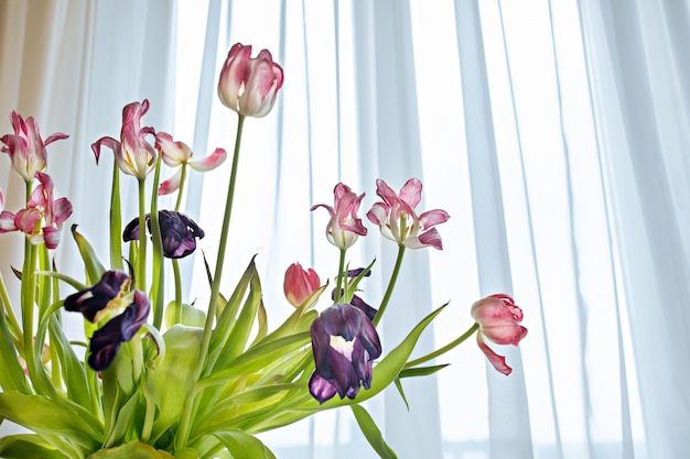 Dried tulip flowers closeup in bright sunlights. White pink withered petals of tulip blossoms. Wilting spring flowers in vase. Withering concept. Beauty of fading flowers