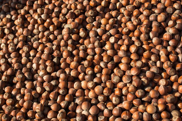 Dried unshelled hazelnuts seeds of Whole nuts