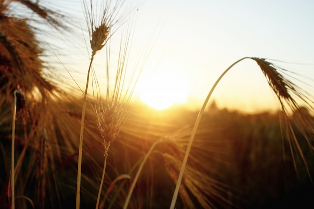 Dried wheat blades