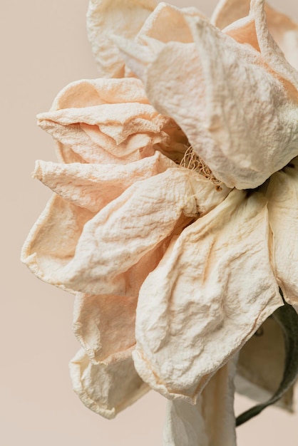 Dried white rose flower macro shot