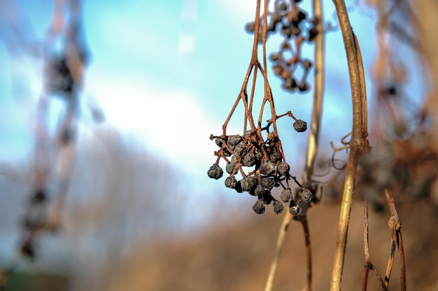 Dried wild grapes Maiden grapes Branches of dried grapes in the garden A bunch of wild grapes