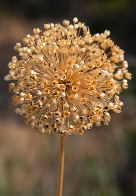 Dried wild onion flower Allium with seeds from Greece