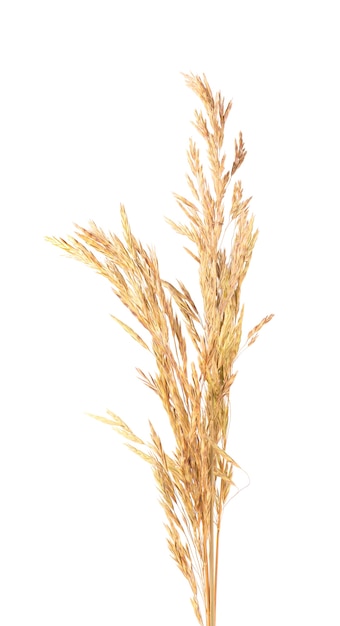 Dried wild spikelet flowers, isolated on white background. Spikelet flowers wild meadow plants.