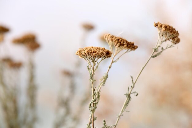 Dried wildflowers on light background