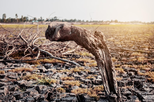 Dried wood on ground crack