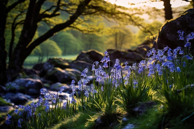 Drifts of bluebells in a wooded valley