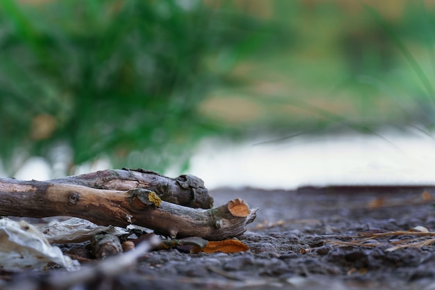 Driftwood on the river bank. sticks are stacked in a pile near the river. journey