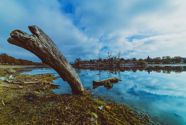 Driftwood on the shore of the lake city of Copenhagen Denmark