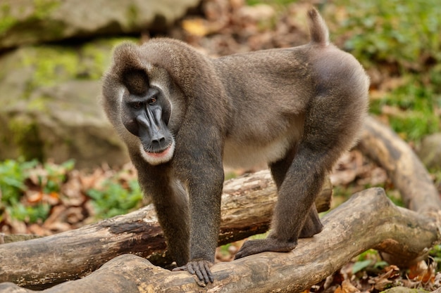 Drill monkey Mandrillus leucophaeus resting in the nature habitat area