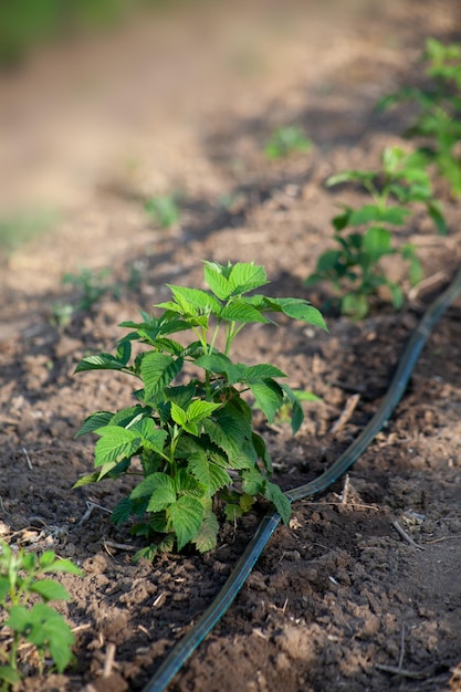 Drip irrigation of raspberry stems with a water hose Wet soil from watering with drip tape under the root of the bush