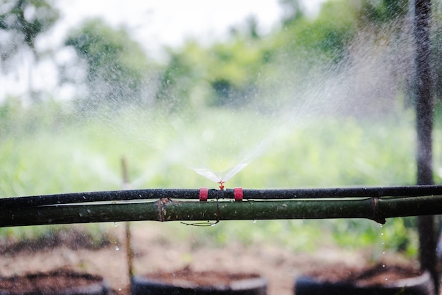 Drip Irrigation System Close Up. Water saving drip irrigation system being used in farm.