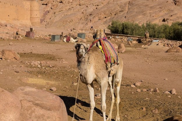 Dromedar camel on the background of the mountain of St. Moses, Egypt, Sinai