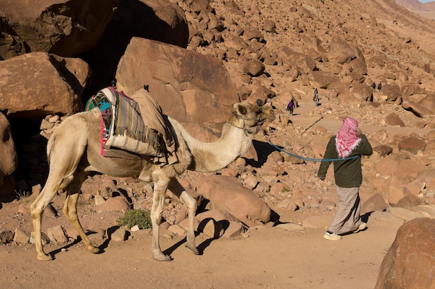 Dromedar camel in the background sands of hot desert Egypt Sinai