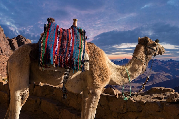 Dromedar camel in the background sands of hot desert Egypt Sinai