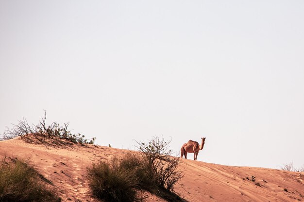 Photo dromedary in the great arabian desert dubai