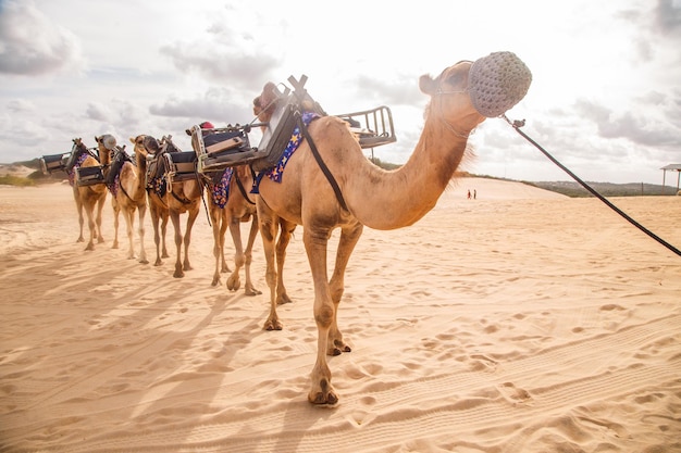 Dromedary in Natal in Rio Grande do Norte used for walks in the dunes of Genipabu walking during the holidays enjoying the summer Celebrating desert animals