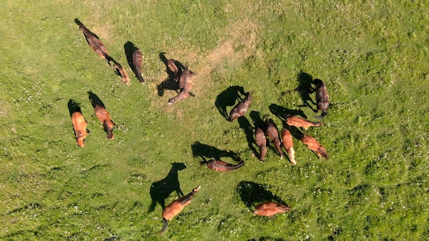 Photo drone flying over various brown horses stand on green meadow aerial view