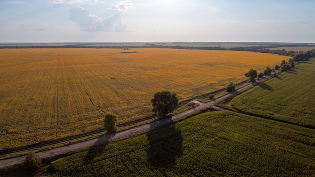 Drone photo of field of blooming sunflowers, field of corn and road between them. Photo of countryside in the evening