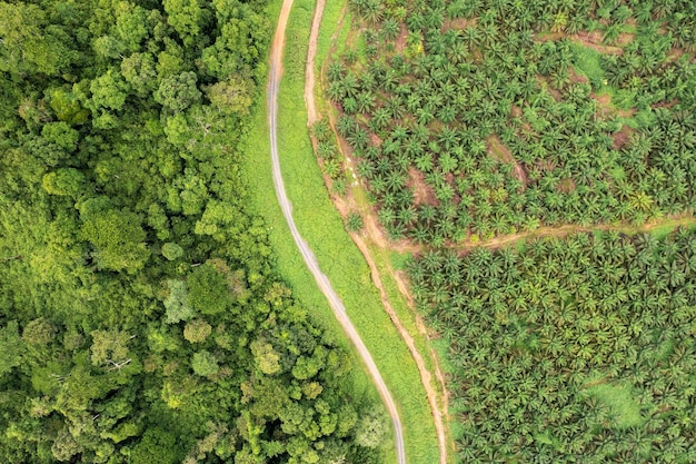 Drone point if view of palm oil plantation at the edge of tropical rainforest