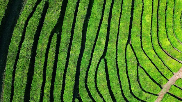 Drone tea green rows view summer lush plantation lines in highlands zoom out