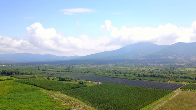 drone view of apple orchards in spring image