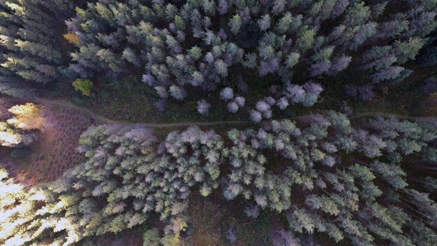 Drone view of the autumn forest and colorful trees. Yellow-green and red trees.