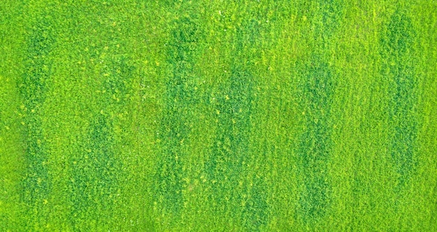 Drone view of fresh yellow green lawn with dark green spots natural abstract texture