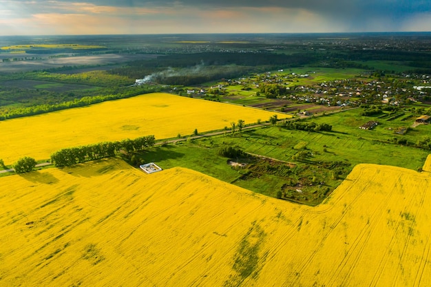 Drone view of yellow Rapeseed fields at sunset