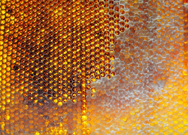 Drop of bee honey drip from hexagonal honeycombs