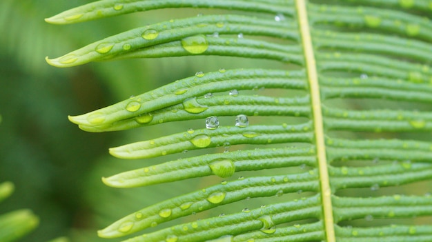 Drop of dew stuck on a leaf against green background in the morning.Selective focus.